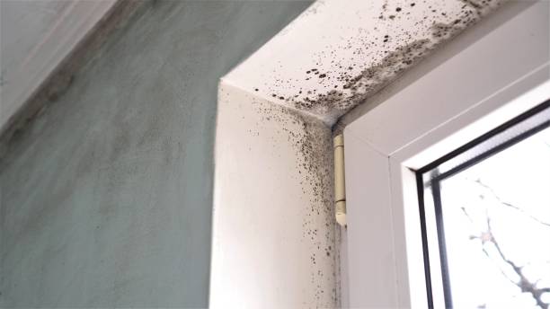 Best Black Mold Removal  in , WY