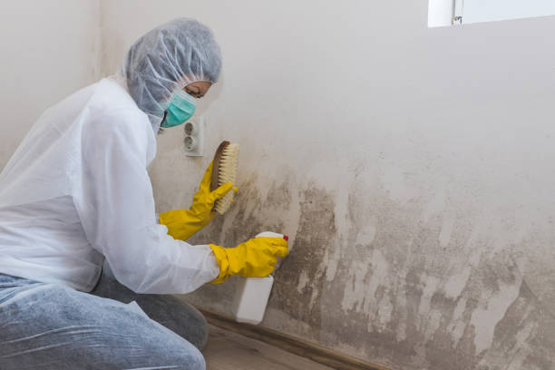 Best Basement Mold Removal  in , WY