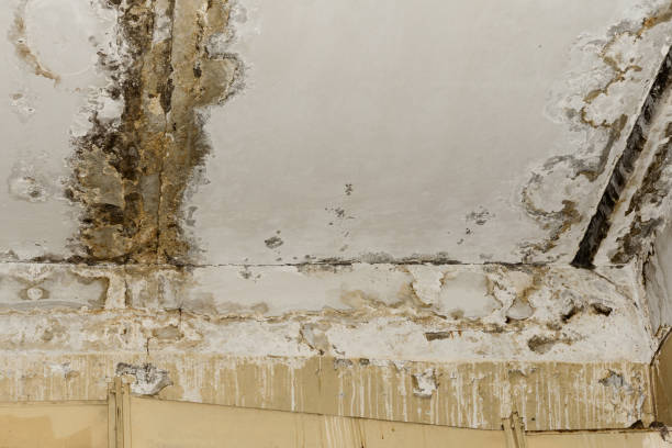 Best Post-Construction Mold Inspection  in , WY