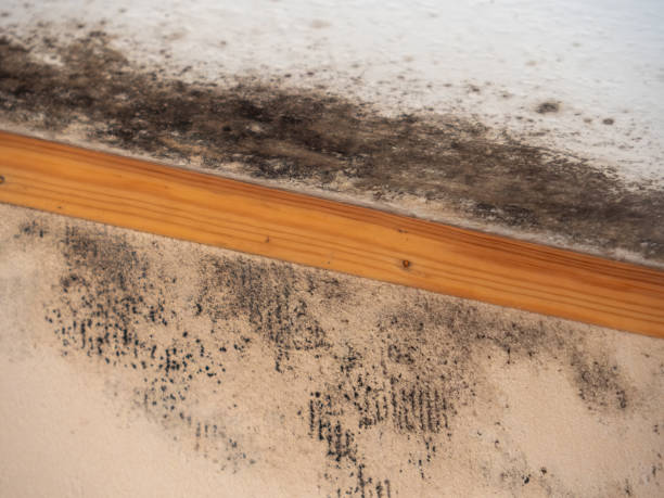 Best Dehumidification Services  in , WY