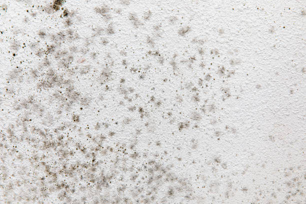 Best Mold-Related Health Consultation  in , WY