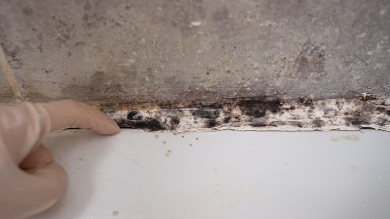  , WY Mold Removal Pros