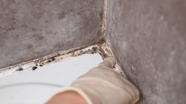 Best Mold Remediation for Healthcare Facilities  in , WY