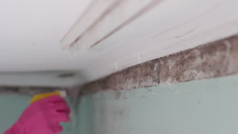 Best Mold Prevention Services  in , WY